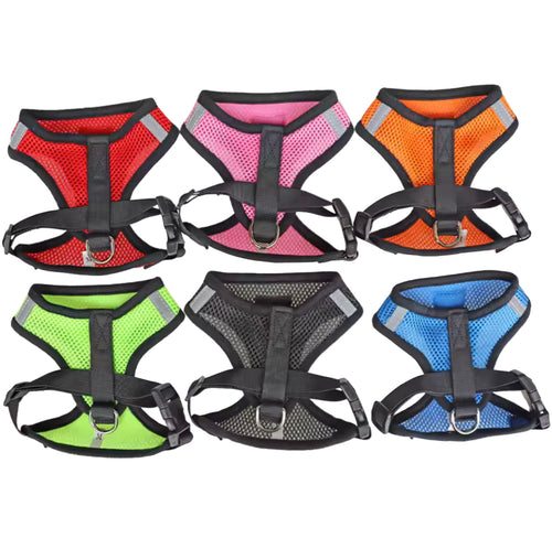 Harnais et laisse pour chat